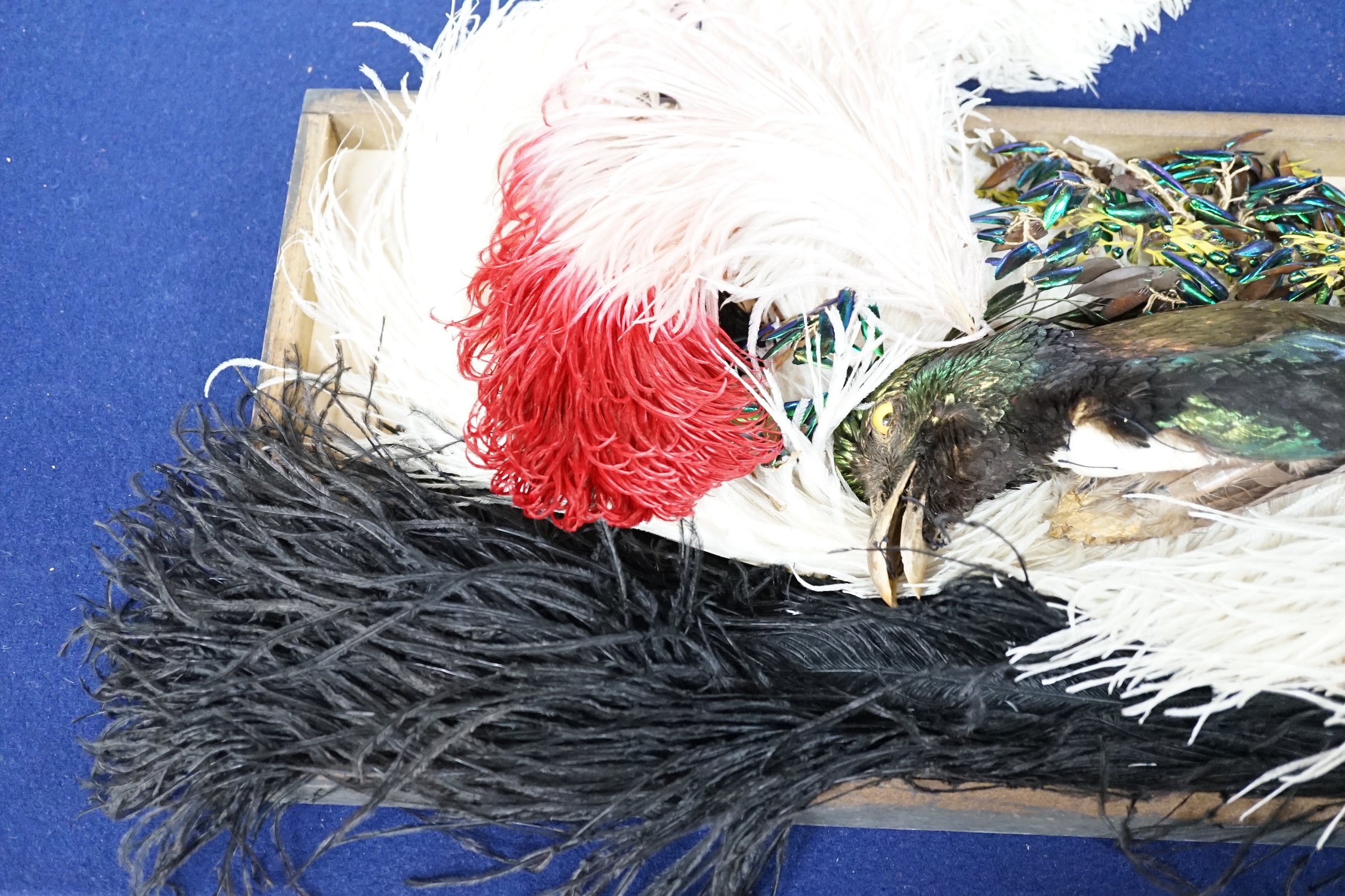 Various hat feathers including ostrich examples, beetle wing hat ornament and taxidermy Bird of Paradise